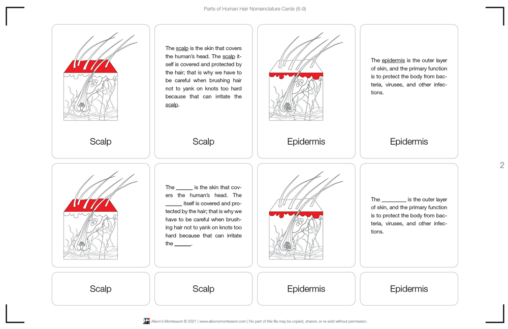 Parts of Human Hair Puzzle Nomenclature Cards (6-9) (Printed)