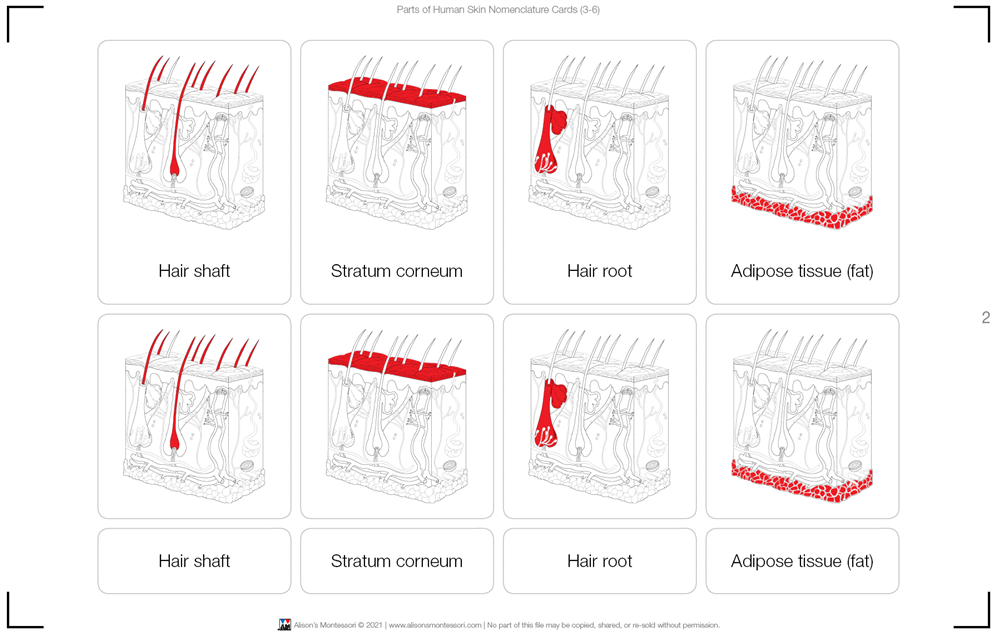 Parts of Human Skin Nomenclature Cards (3-6) Printed