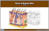 Parts of Human Skin Nomenclature Cards (6-9) Printed