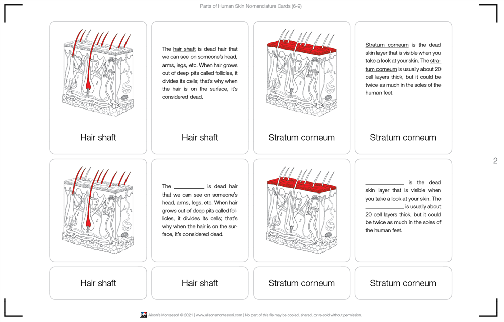 Parts of Human Skin Nomenclature Cards (6-9) Printed