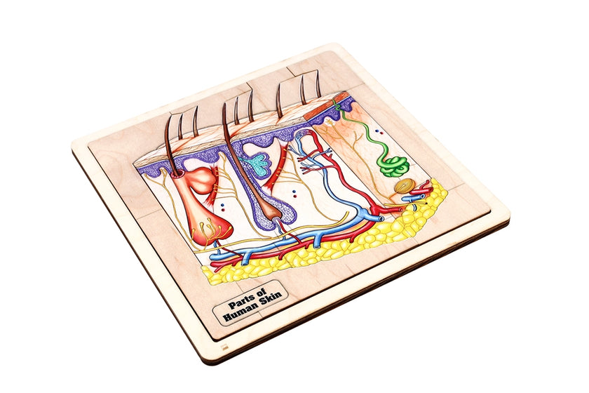 Parts of Human Skin Puzzle with Nomenclature Cards (3-6) Printed