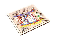 Parts of Human Skin Puzzle with Nomenclature Cards (3-6) Printed