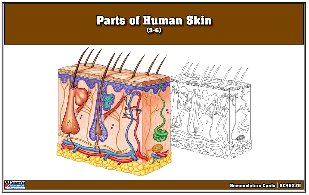 Parts of Human Skin Puzzle with Nomenclature Cards (3-6) Printed