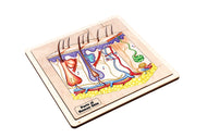 Parts of Human Skin Puzzle with Nomenclature Cards (6-9) Printed
