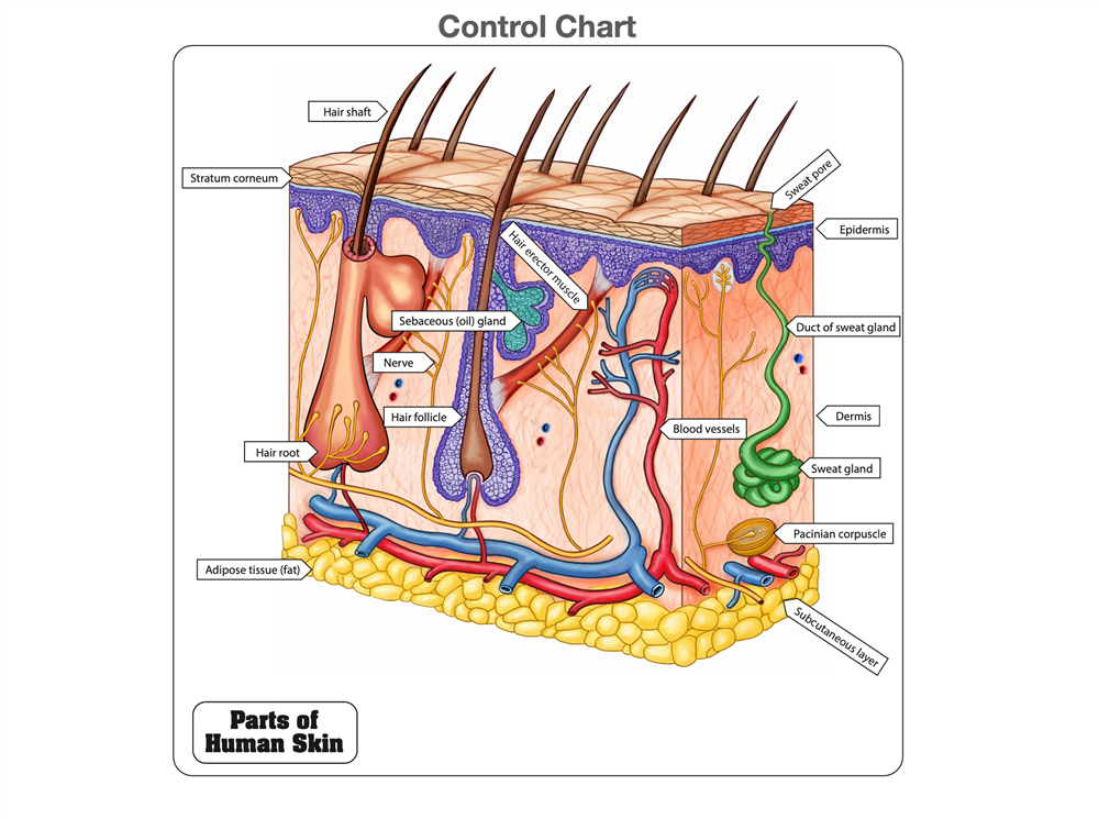 Parts of Human Skin Puzzle with Nomenclature Cards (6-9) Printed