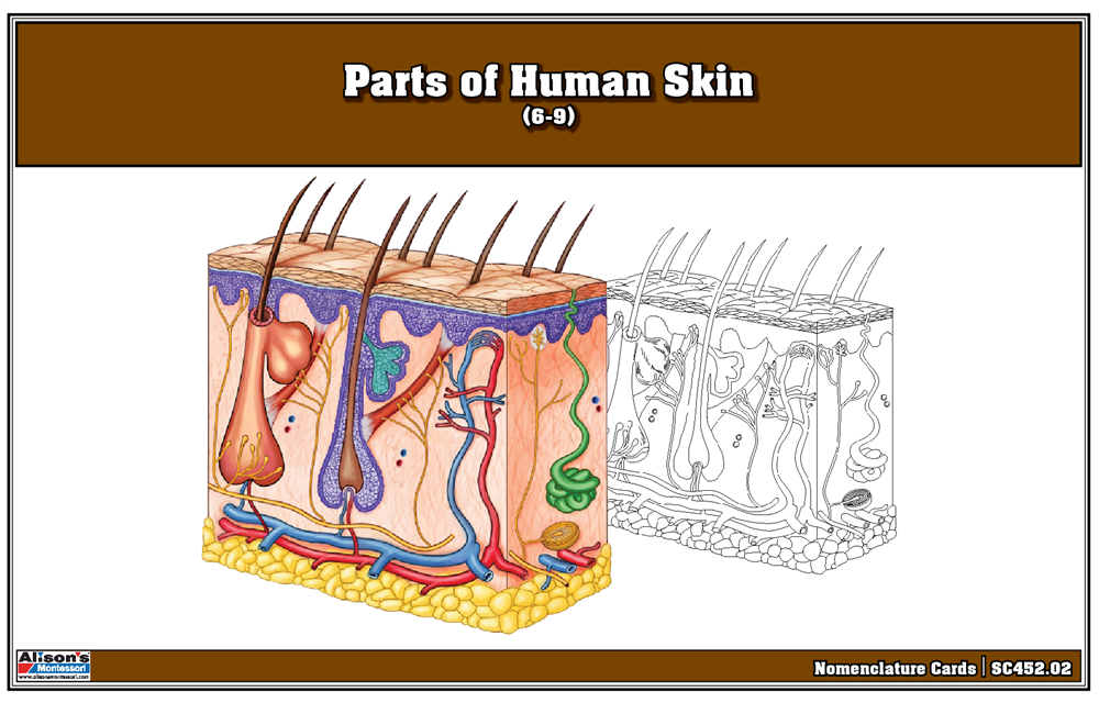 Parts of Human Skin Puzzle with Nomenclature Cards (6-9) Printed