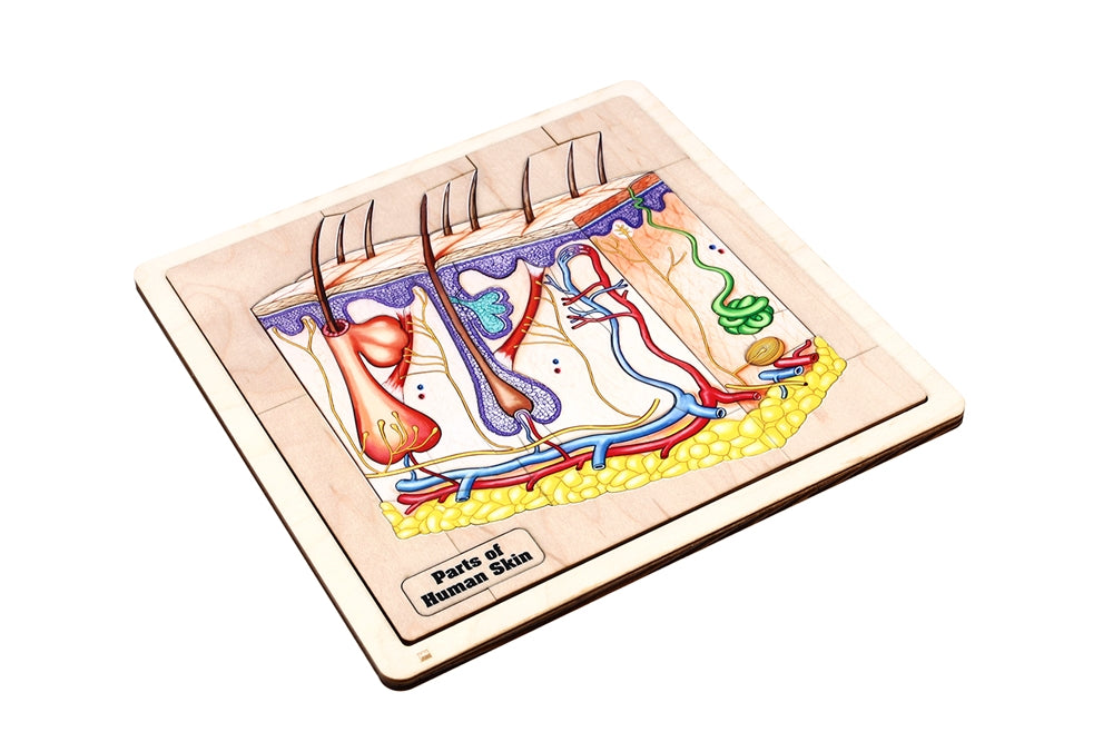 Parts of Human Skin Puzzle
