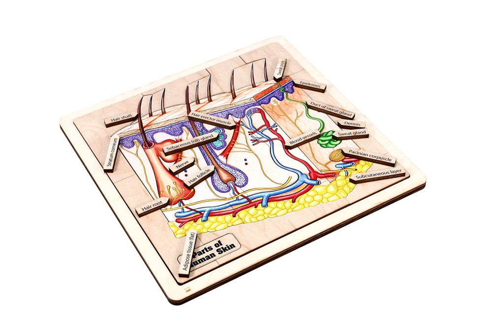 Parts of Human Skin Puzzle