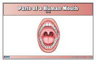 Parts of a Human Mouth Nomenclature Cards (3-6) (Printed)