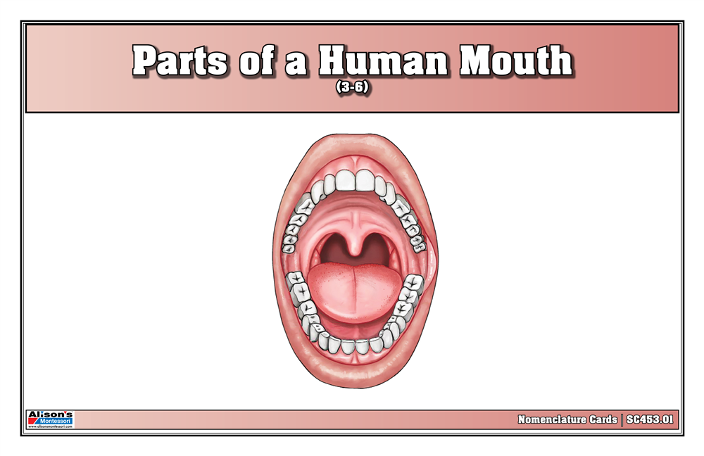 Parts of a Human Mouth Nomenclature Cards (3-6) (Printed)