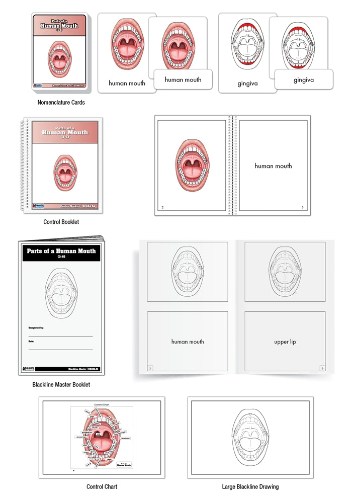 Parts of a Human Mouth Nomenclature Cards (3-6) (Printed)