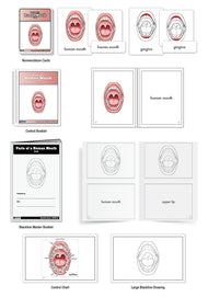 Parts of a Human Mouth Nomenclature Cards (3-6) (Printed)