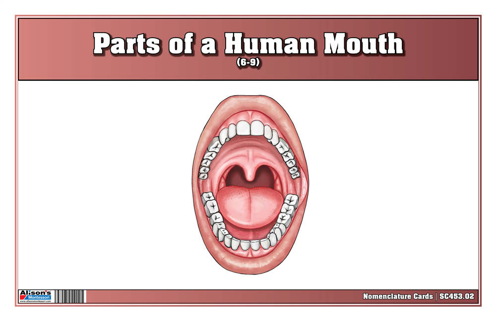 Parts of a Human Mouth Nomenclature Cards (6-9) (Printed)