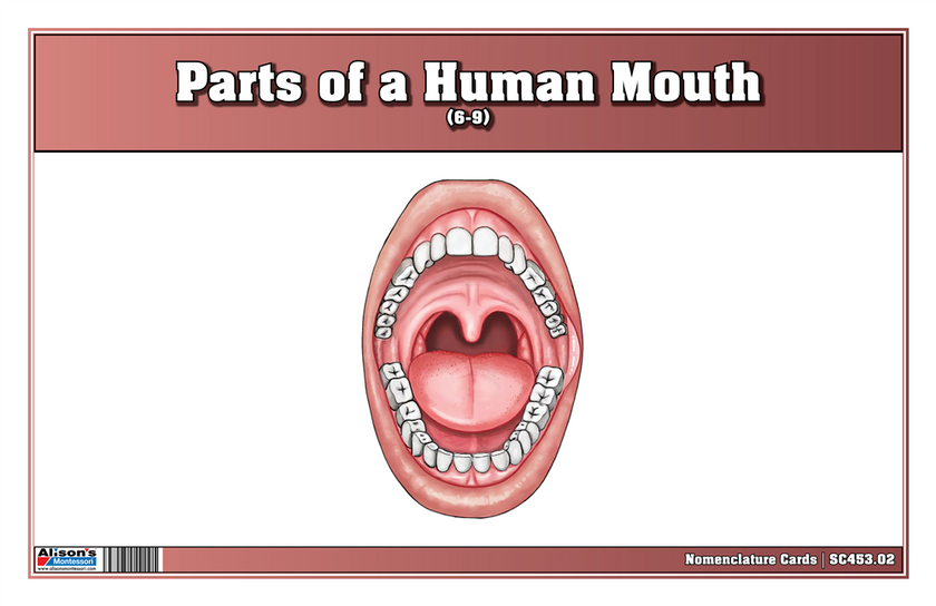 Parts of a Human Mouth Nomenclature Cards (6-9) (Printed)
