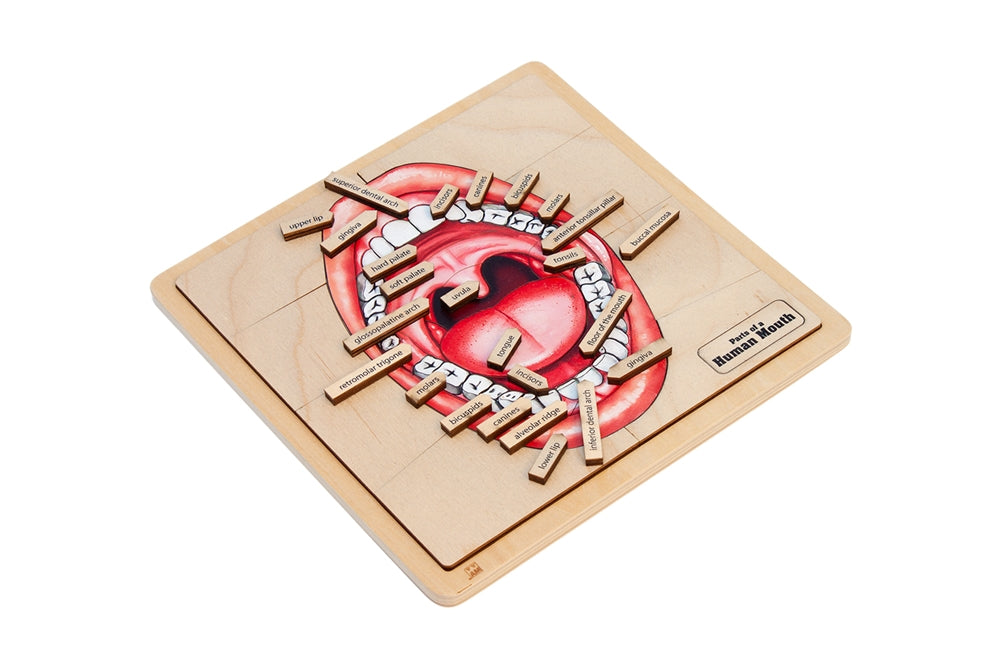 Parts of a Human Mouth Puzzle with Nomenclature Cards (3-6) (Printed)