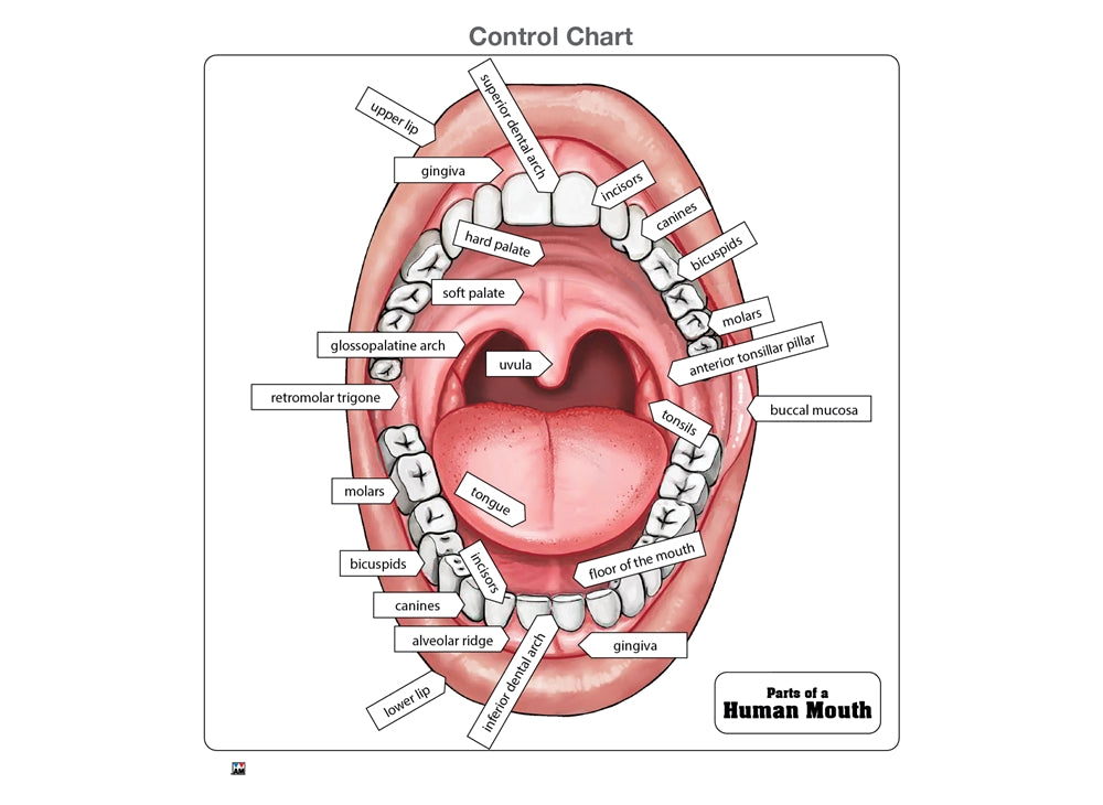 Parts of a Human Mouth Puzzle with Nomenclature Cards (3-6) (Printed)