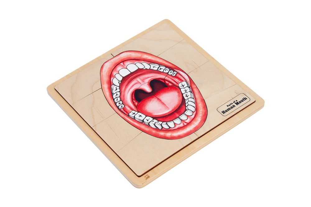 Parts of a Human Mouth Puzzle with Nomenclature Cards (6-9) (Printed)