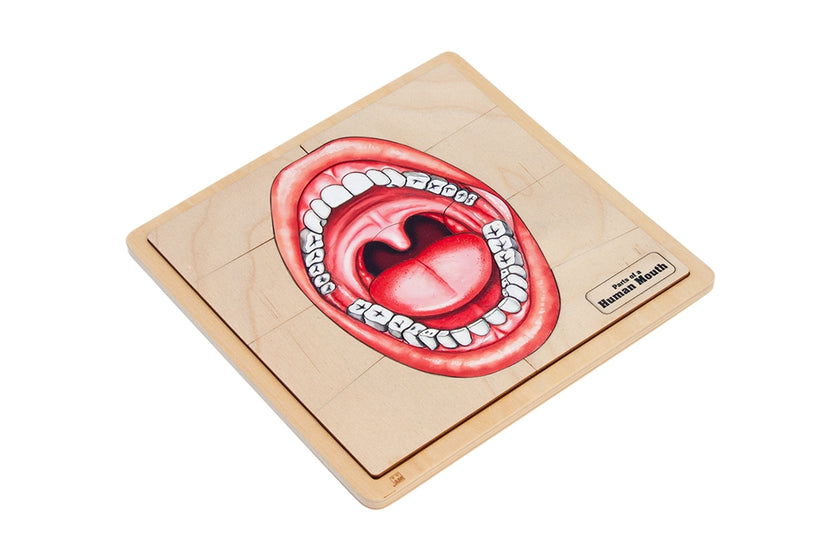 Parts of a Human Mouth Puzzle with Nomenclature Cards (6-9) (Printed)