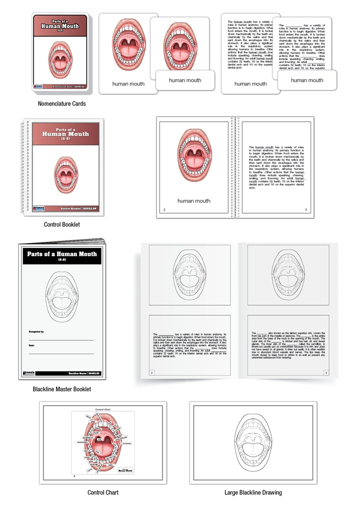 Parts of a Human Mouth Puzzle with Nomenclature Cards (6-9) (Printed)