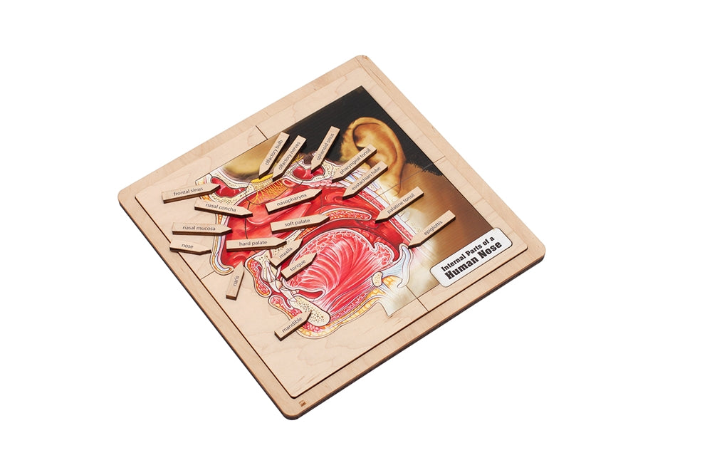 Internal Parts of a Human Nose Puzzle