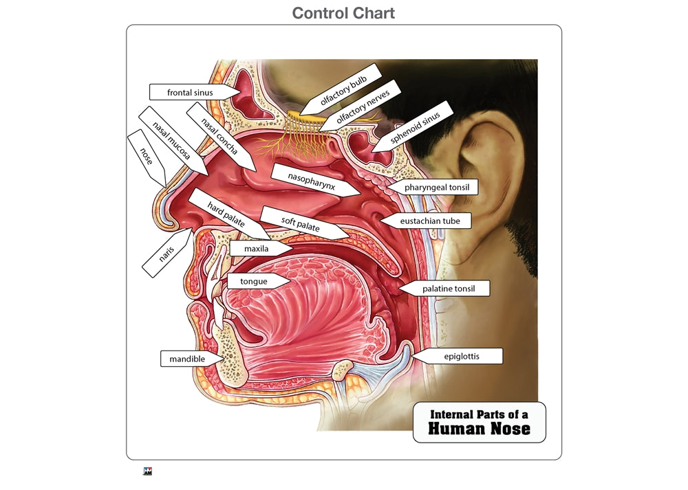 Internal Parts of a Human Nose Puzzle