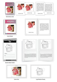 Internal Parts of a Human Nose Nomenclature Cards (6-9) (Printed)