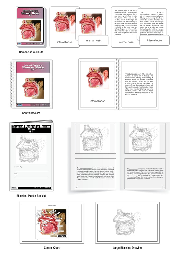 Internal Parts of a Human Nose Nomenclature Cards (6-9) (Printed)