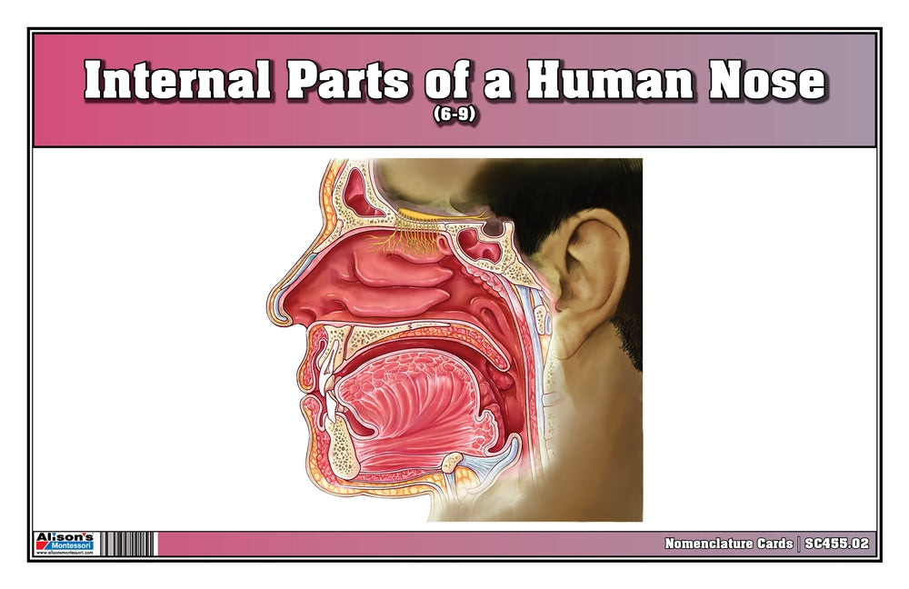 Internal Parts of a Human Nose Puzzle with Nomenclature Cards (6-9) (Printed)