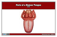 Parts of a Human Tongue Nomenclature Cards (3-6)