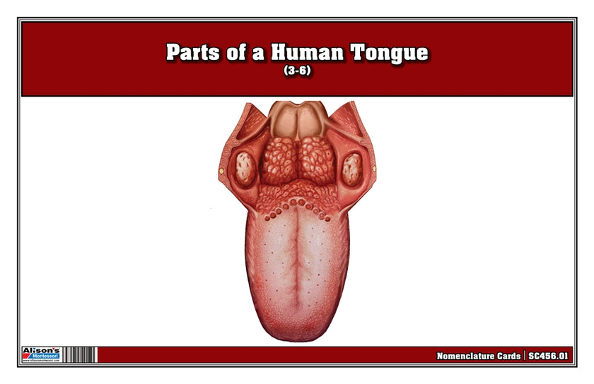 Parts of a Human Tongue Nomenclature Cards (3-6)