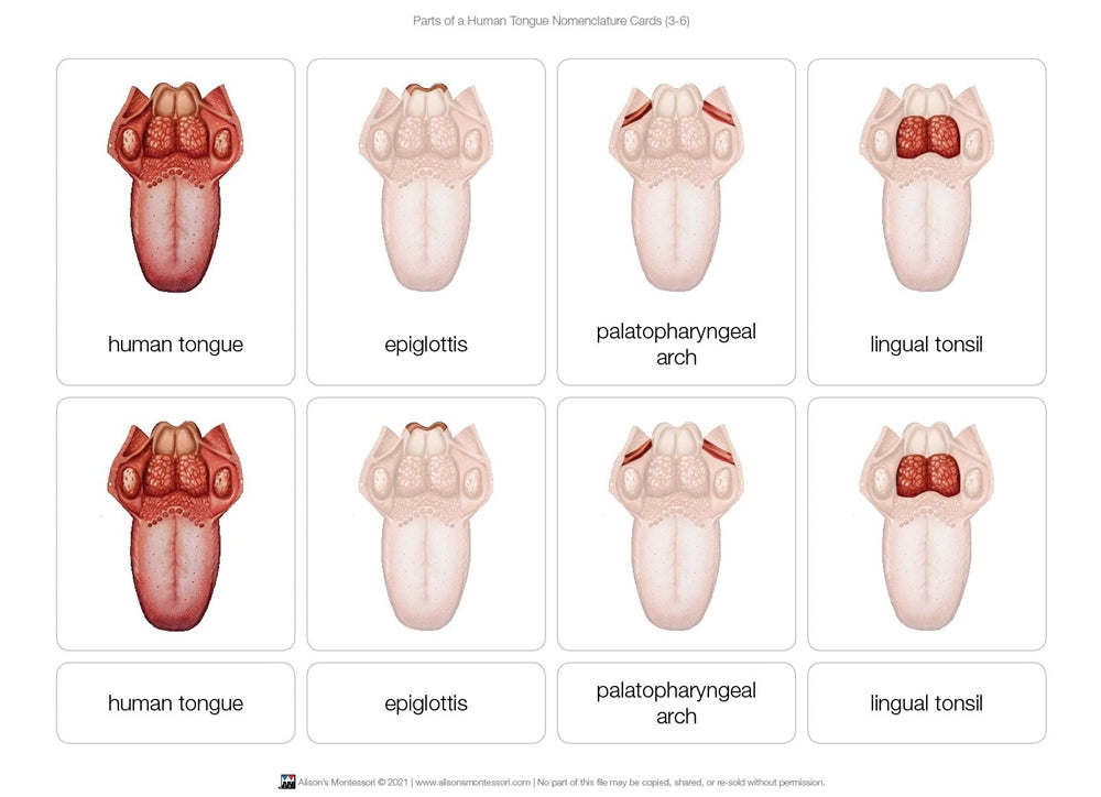 Parts of a Human Tongue Nomenclature Cards (3-6)