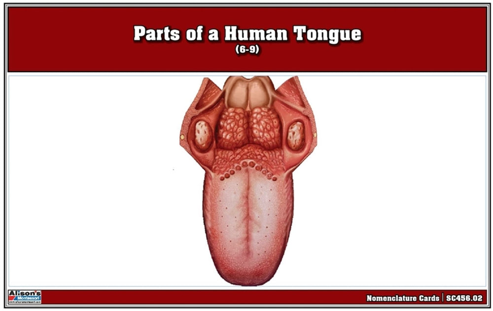 Parts of a Human Tongue Nomenclature Cards (6-9)