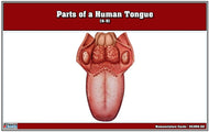 Parts of a Human Tongue Nomenclature Cards (6-9)