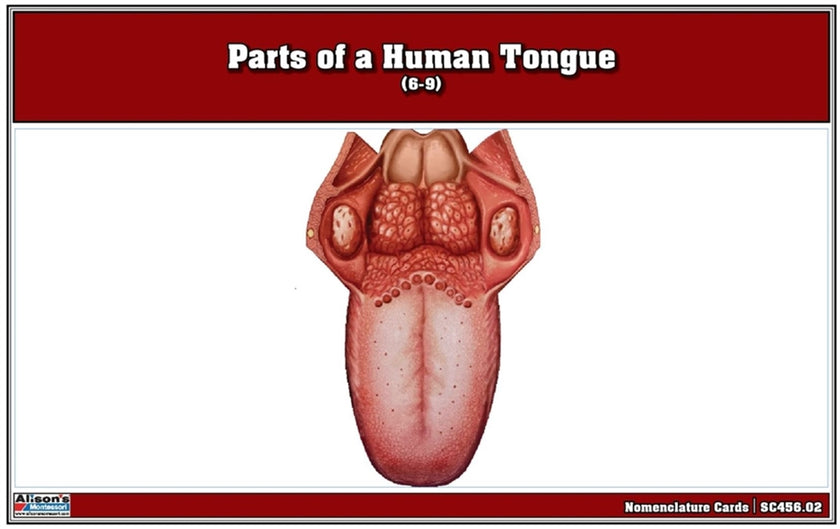Parts of a Human Tongue Nomenclature Cards (6-9)