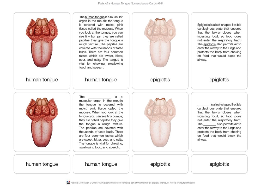 Parts of a Human Tongue Nomenclature Cards (6-9)