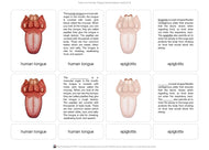 Parts of a Human Tongue Nomenclature Cards (6-9)