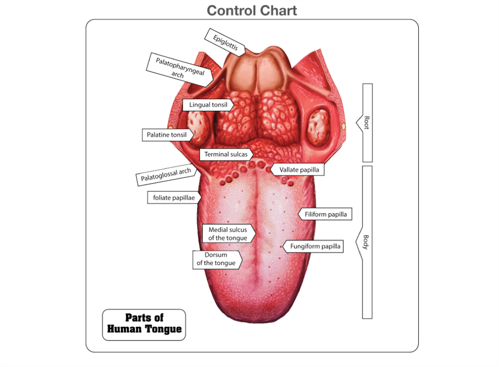 Parts of a Human Tongue Puzzle with Nomenclature Cards (3-6)