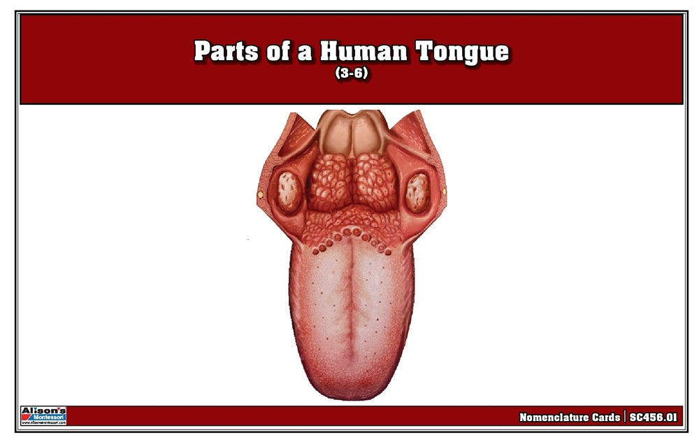 Parts of a Human Tongue Puzzle with Nomenclature Cards (3-6)