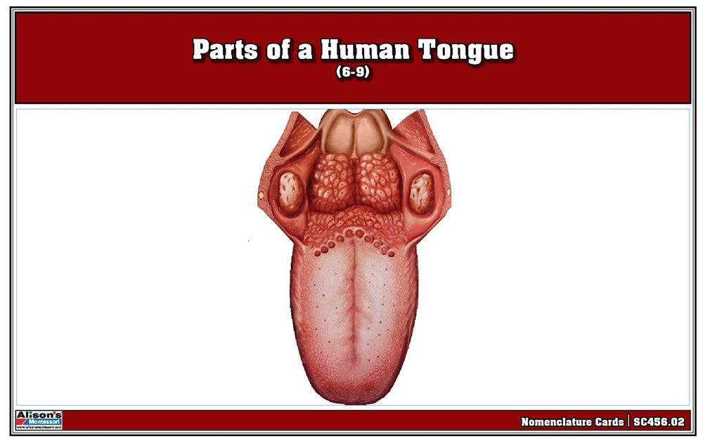 Parts of a Human Tongue Puzzle with Nomenclature Cards (6-9)
