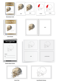 Parts of a Human Skull Nomenclature Cards (3-6)