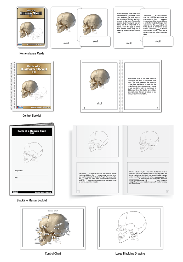 Parts of a Human Skull Nomenclature Cards (6-9)