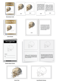 Parts of a Human Skull Nomenclature Cards (6-9)