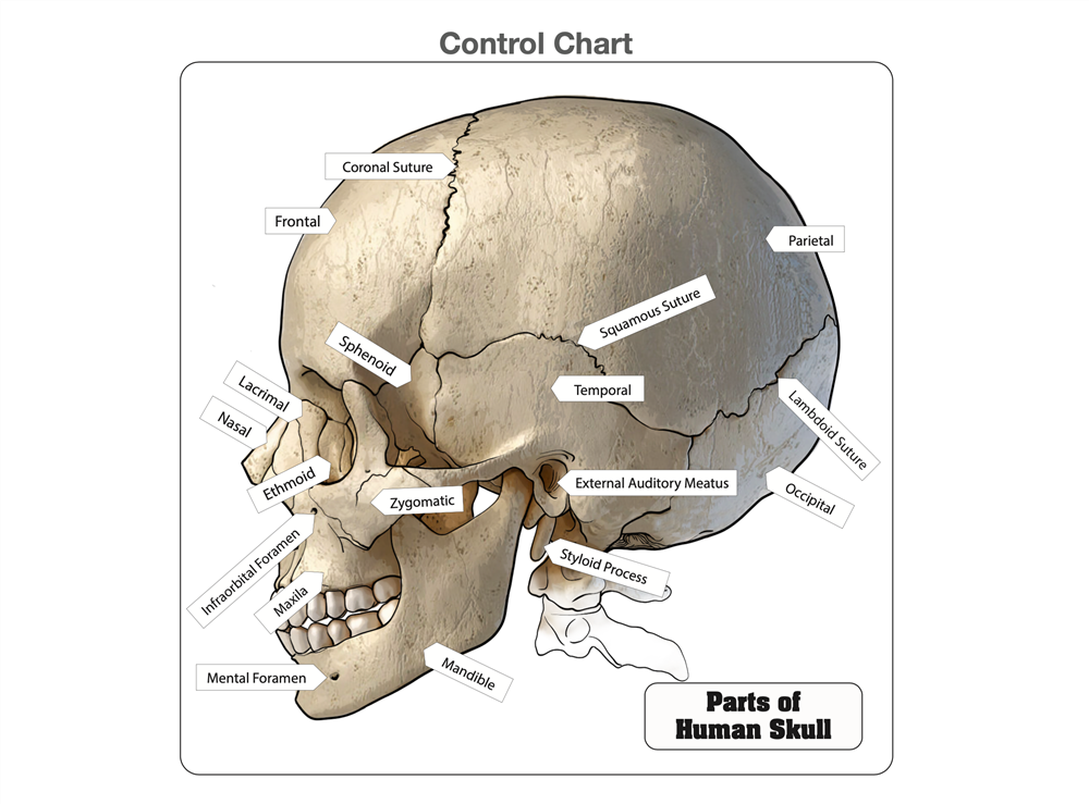 Parts of a Human Skull Puzzle with Nomenclature Cards (3-6)