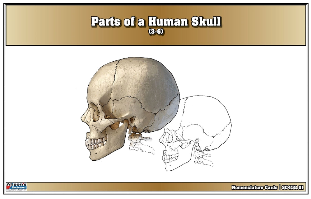 Parts of a Human Skull Puzzle with Nomenclature Cards (3-6)