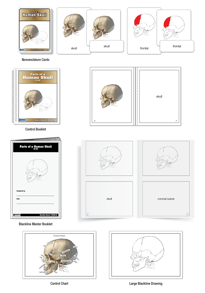 Parts of a Human Skull Puzzle with Nomenclature Cards (3-6)