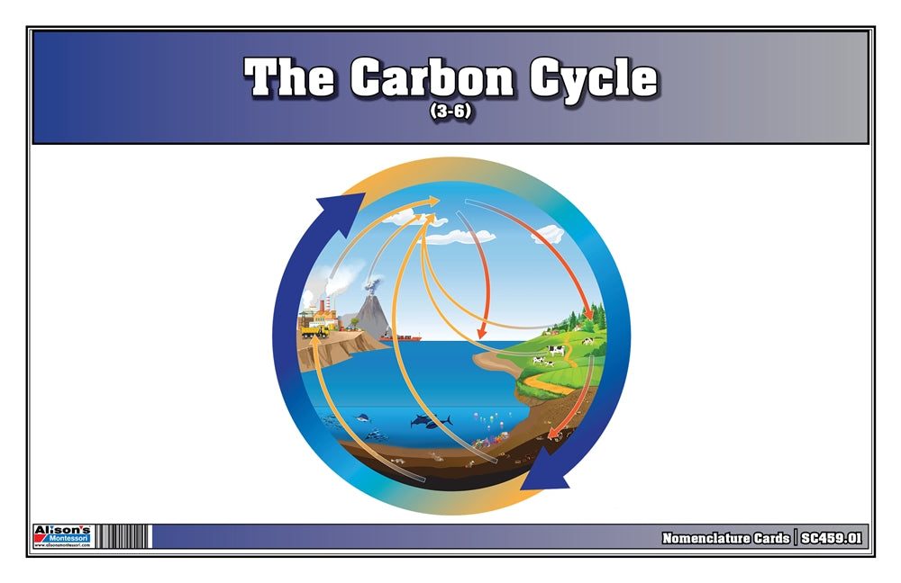 The Carbon Cycle Nomenclature Cards (3-6) (Printed)