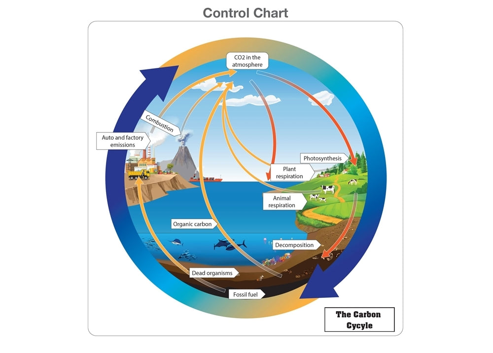 The Carbon Cycle Puzzle with Nomenclature Cards (6-9) (Printed)