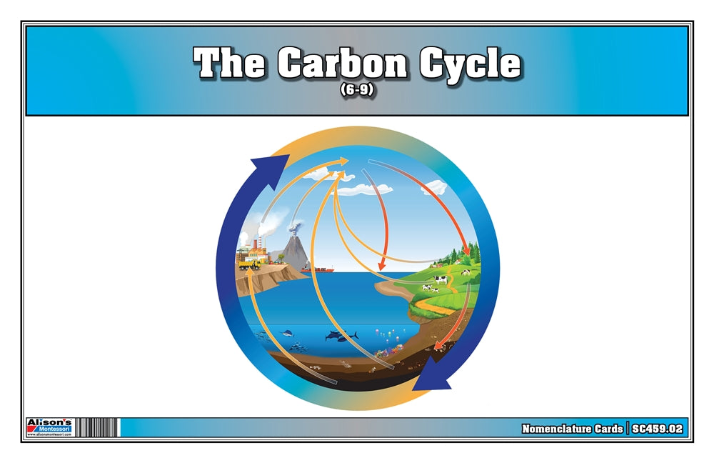 The Carbon Cycle Puzzle with Nomenclature Cards (6-9) (Printed)