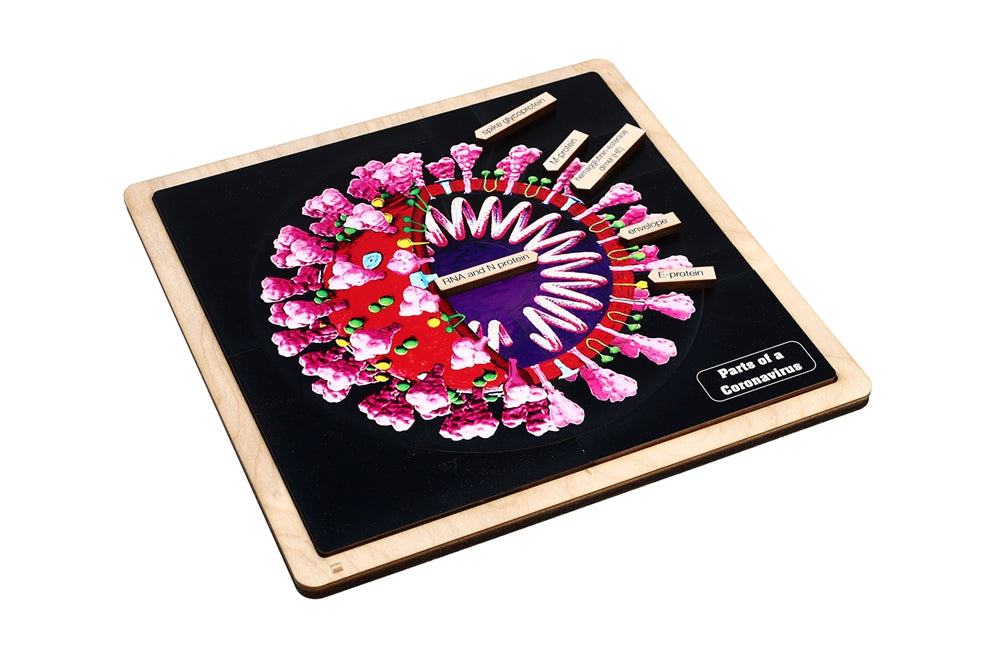 Parts of a Coronavirus Puzzle with Nomenclature Cards (3-6) (Printed)