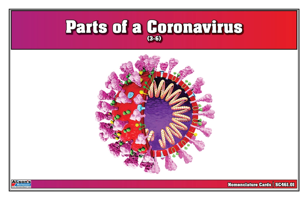 Parts of a Coronavirus Puzzle with Nomenclature Cards (3-6) (Printed)